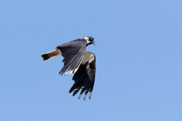 Lapwing (Vanellus vanellus)