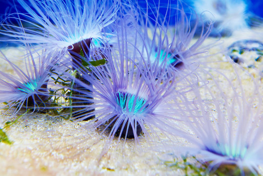 Blue anemones in oceanarium