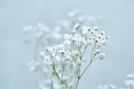 Fototapeta white flowers on a blue background (branch flowers gypsophila)