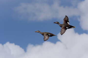 Gadwall - Pair in flight.