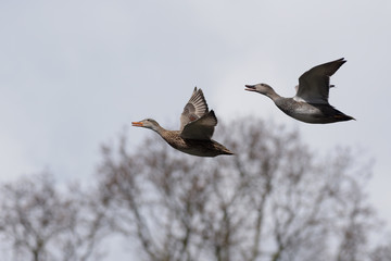 Gadwall - Pair in flight.