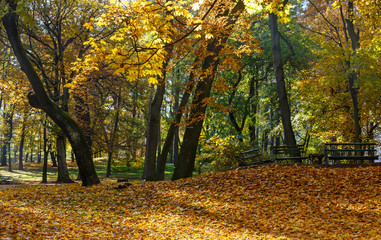 Autumn city park.
