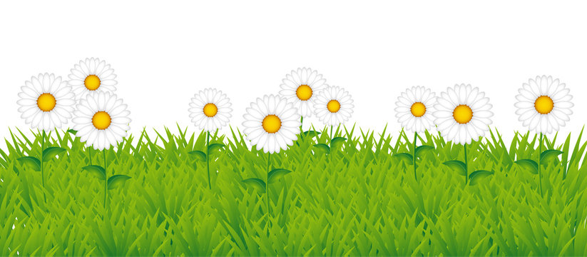 Sfondo di margherite vettoriale