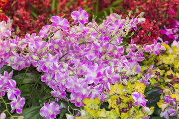 Obraz premium orchid - beautiful orchid field,sensitive focus