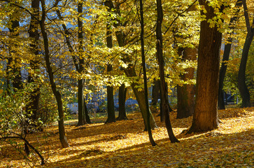 Fototapeta premium Autumn city park.