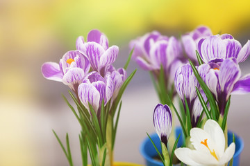 Fototapeta na wymiar Beautiful crocus flowers on light blurred background