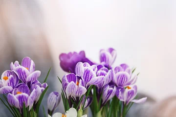 Fotobehang Krokussen Beautiful crocus flowers on blurred background