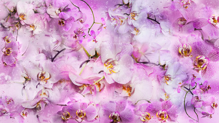 Beautiful collage background of Phalaenopsis orchid flowers and