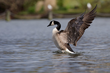 Canada Goose, Branta canadensis