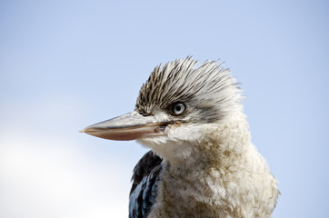 blue winged kookaburra