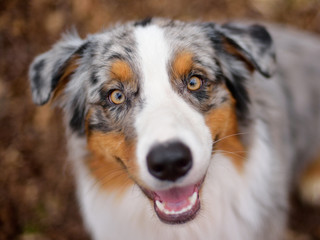 Australian Shepherd, portrait