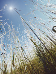 Green grass and blue sky with clouds
