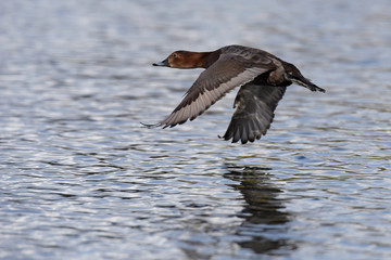 Common Pochard, Pochard, Aythya ferina
