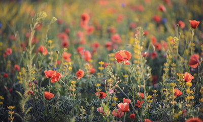 Wild flower meadow with beautiful red poppy flowers
