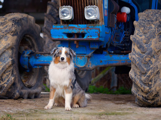 Australian Shepherd, portrait