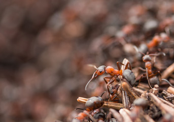 Rote Waldameise auf Ameisenhaufen, makro
