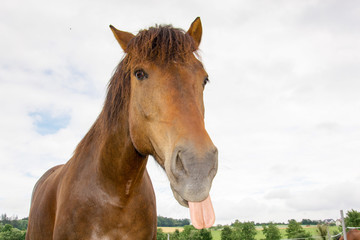 Pferd