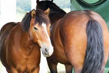 Pferd
