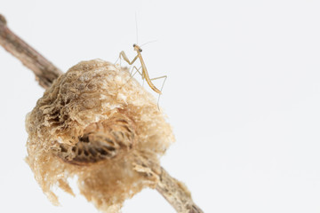 Small newly emerged praying matis nymph on a damaged egg case wi