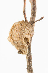 Praying mantis eggcase attached to branch