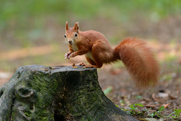 Squirrel on a tree stump