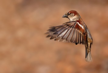 Flying House sparrow (Passer domesticus)