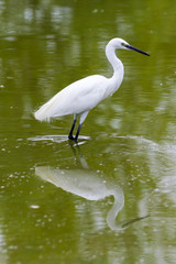 Egret