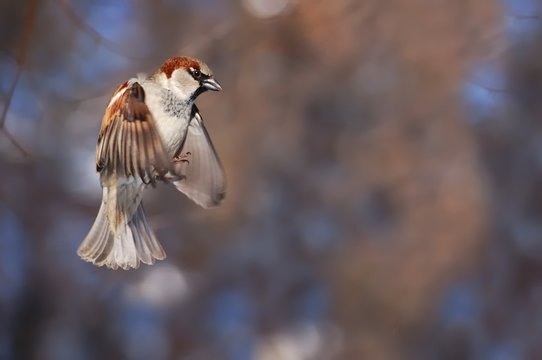 Flying House sparrow (Passer domesticus)