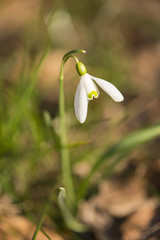 close up of a single Snowdrop flower with blurred background (Galanthus nivalis) in spring
