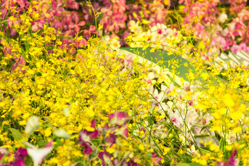 orchid - beautiful orchid field,sensitive focus