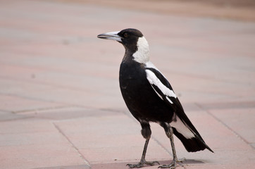 Australian magpie