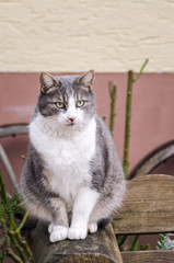 Fototapeta na wymiar Portrait of the March Cat sitting on a bench.
