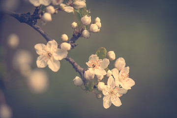 Cherry tree blossom in the garden