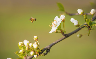 Cherry tree blossom in the garden