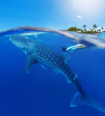 Woman snorkeling with whale shark