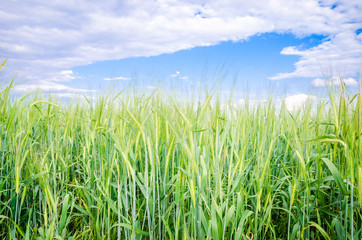 Close view of a grain wheat field with a fresh green look and a blue cloudy sky suggesting organic cereals