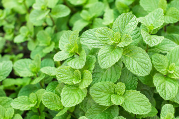 Kitchen Mint, Marsh Mint herbs in vegetable garden