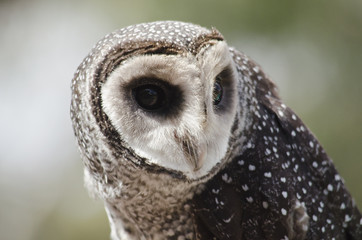 sooty owl