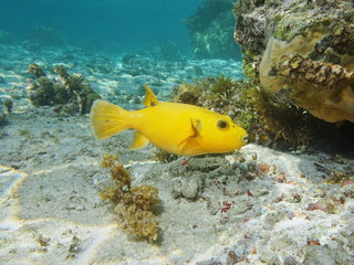 Tropical fish guineafowl puffer, Arothron meleagris, yellow form, underwater in the lagoon of Huahine island, Pacific ocean, French Polynesia
