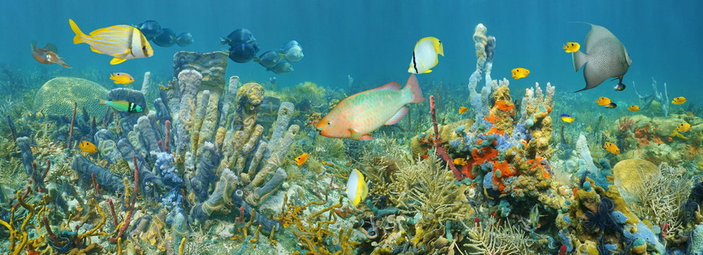 Fototapeta Coral reef underwater panorama with colorful marine life composed by tropical fishes and sea sponges, Caribbean sea