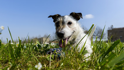 jack russell terrier dog with ball in the middle of a meadow of daisies