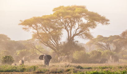 Elephant herd in Amboseli national park in Kenya., Africa.