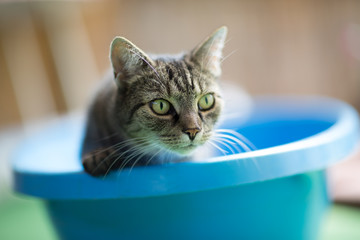 Cat in blue bath tub