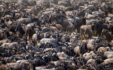 Big herd of wildebeest is about Mara River. Great Migration. Kenya. Tanzania. Masai Mara National Park. An excellent illustration.