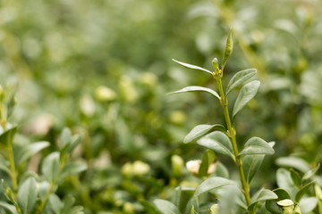Spherical boxwood bushes close