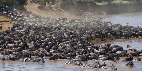 Wildebeests are crossing Mara river. Great Migration. Kenya. Tanzania. Masai Mara National Park. An...