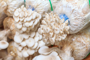 Mushrooms growing in farm. mushroom is an agriculture plant. Fre