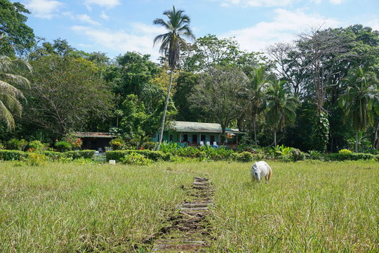 A horse in a pasture with a typical house in background, Puerto Viejo de Talamanca, Costa Rica, Central America