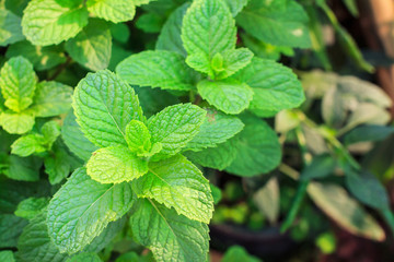 Kitchen Mint, Marsh Mint herbs in vegetable garden