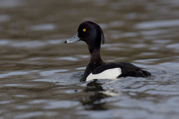 Tufted Duck, Aythya fuligula